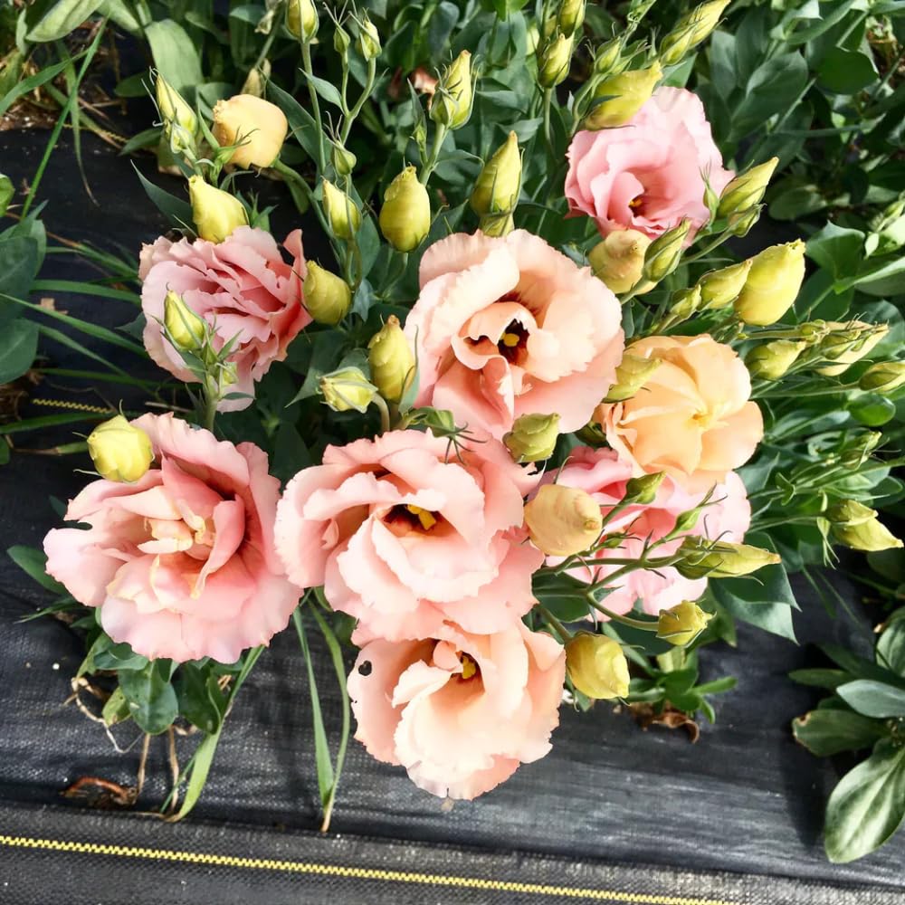 Sets 2 Creamy Champagne Lisianthus Eustoma Live Plants, Plug Size, Well-Rooted, Texas Bluebell, Thornless Love Rose Plant, Spring to Fall Bloom, 2-4" in Tall Starter