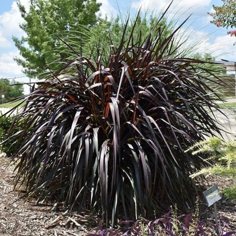 YOKEBOM 2 Fountain Grass Plants Live for Planting, Ornamental Grass for Landscaping, Hardy Grasses Clupms 4-7 Inch Tall Well Rooted
