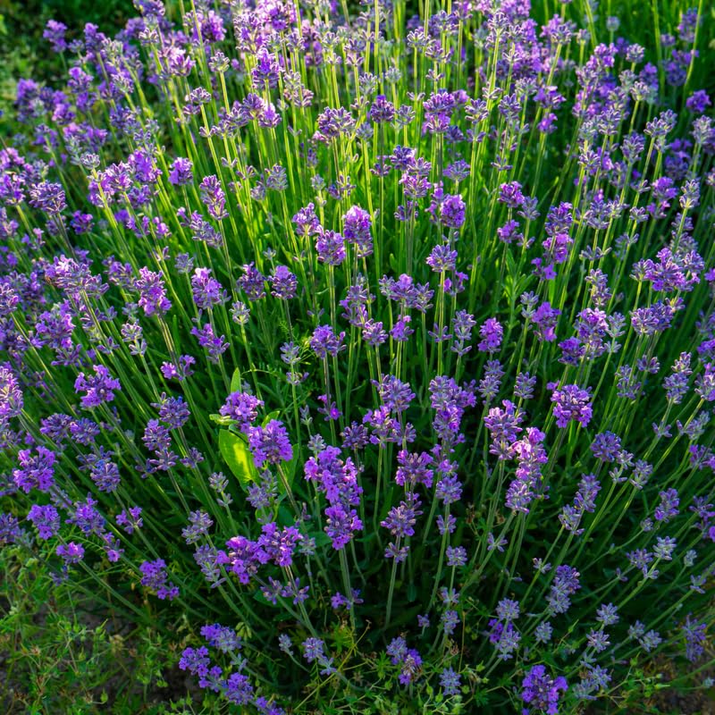Set 2 Mixed Lavender Plants Live, Fragrant Lavender Herb Plant for Border and Container Growing, Perennial Lavenders Plugs 3-5'' Tall