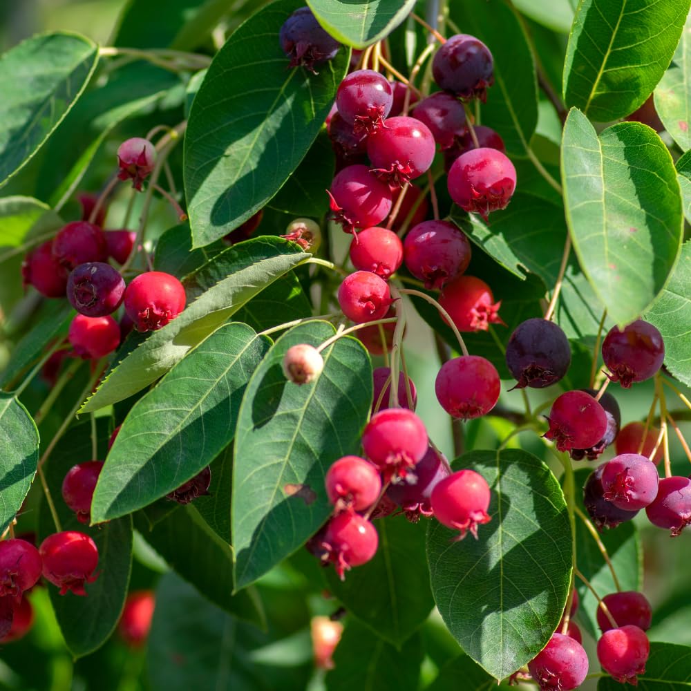 Serviceberry Live Plant, Berry Plant, 4-8 Inch Tall