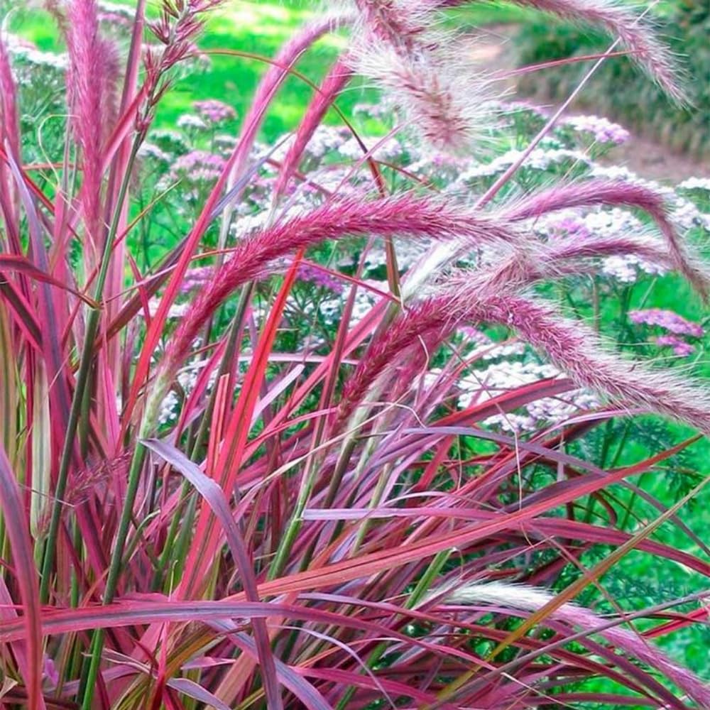 3 Purple Fountain Grass Plants Live, Ornamental Grass Plant for Growing, 5 to 7 Inches Tall Live Plant, Easy to Plant