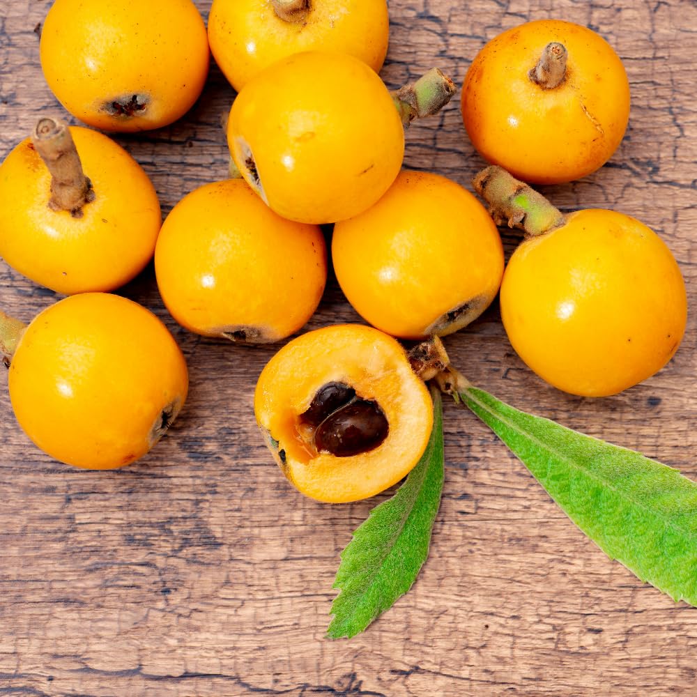 Loquat Tree Live Plant, Perennial Golden Loquat Fruit Tree, Well Rooted, 2 Feet Tall, 3 Gallon Pot, for Outdoor Growing, No Ship to CA