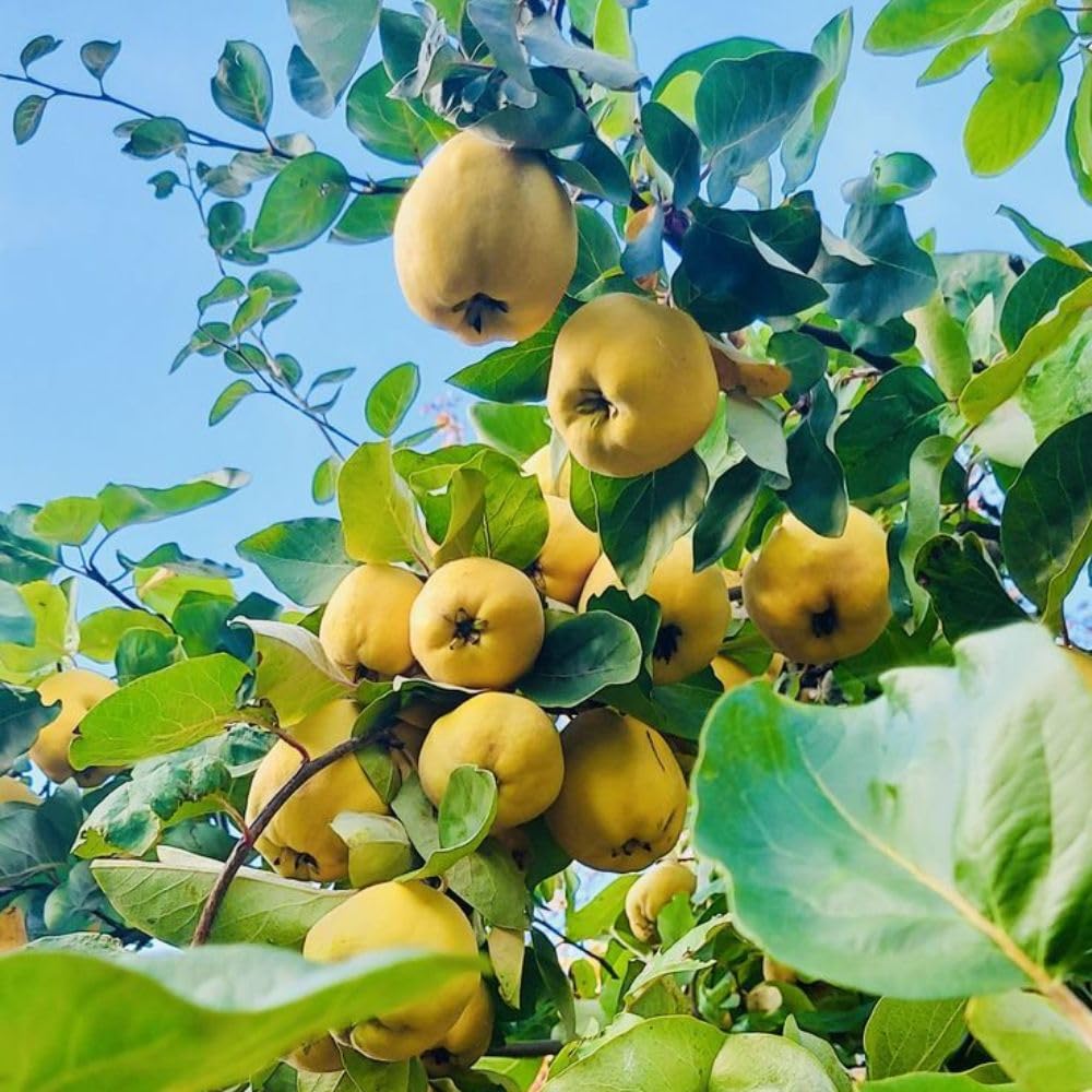 Quince Tree Plant Live 2-3 Feet Tall, Quince Fruit Plant for Planting Outdoor Garden, Well-Rooted
