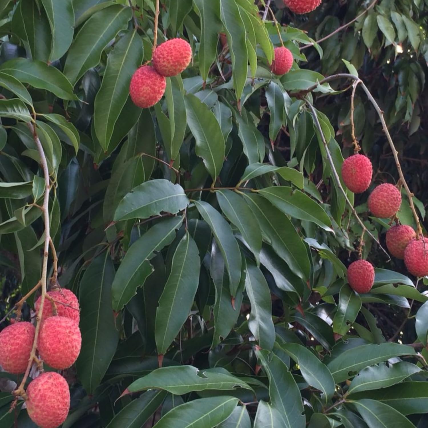 Lychee Tree Live Plant, Sweet Lychee Fruit Tree, Tropical Fruit for Edible Garden, 3-4 Ft in 3 Gallon Pot, No Ship to CA