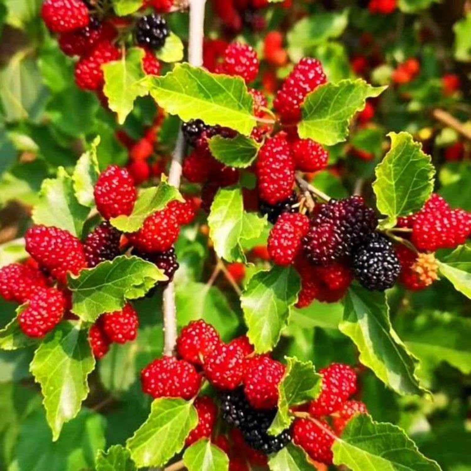 Red Mulberry Tree Live Plant Well-Rooted, Berry Seedlings Mulberries Fruit Edible, Outdoor Planting, 4-8 Inc Tall, No Pot