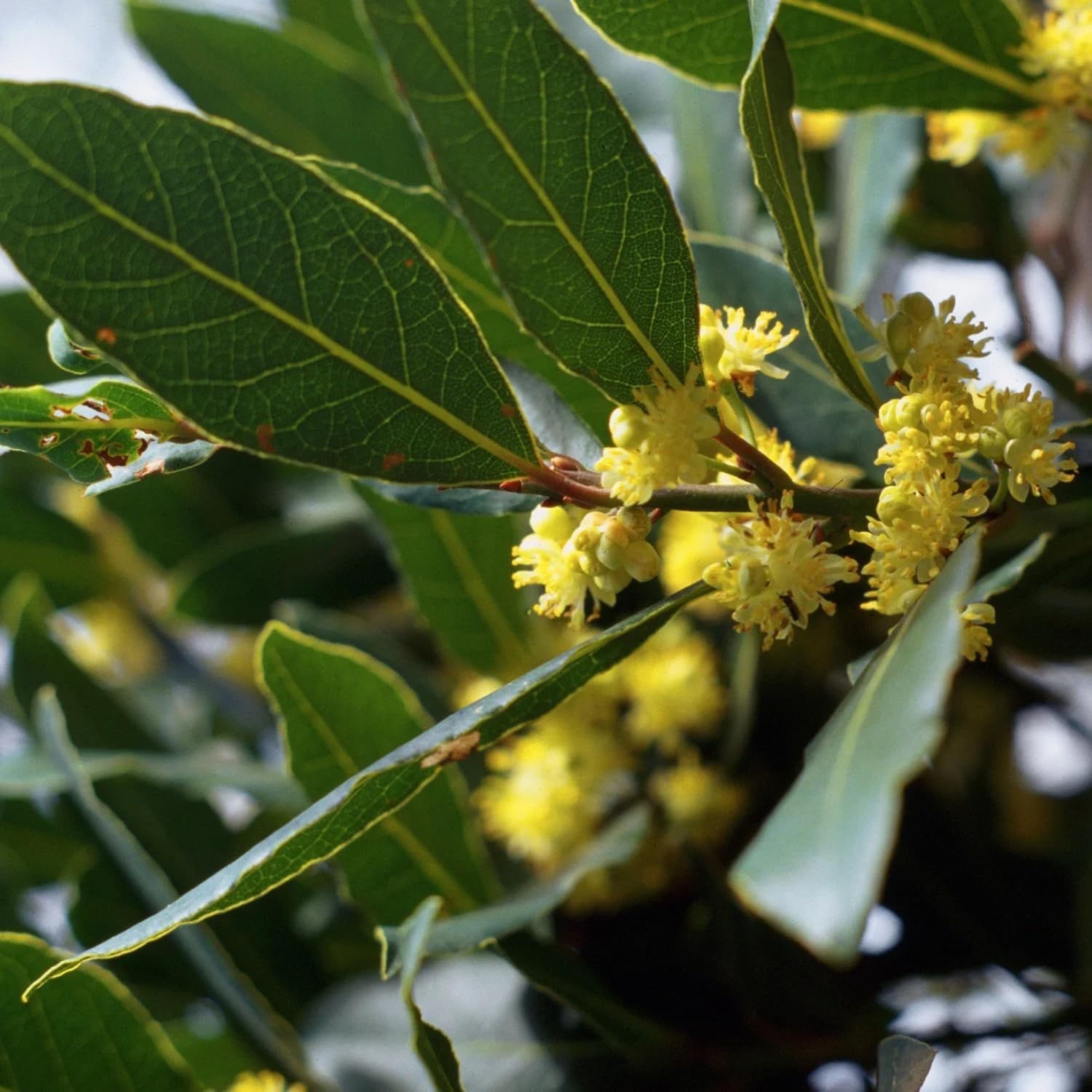 Laurus Nobilis Bay Leaf Tree Live Plant, Bay Leaf Plant Live, 5-9" Height, Sweet Bay Laurel Sweet Live Plant Indoor Outdoor Home Garden
