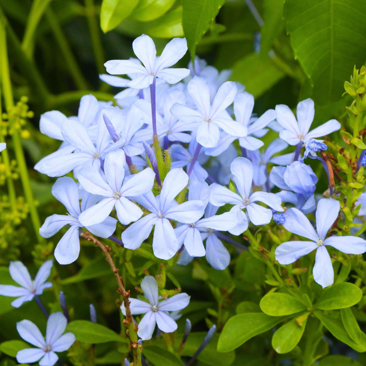 Set 4 Plumbago Plants 4–6'' Tall, Vibrant Flowering Shrubs for Garden or Containers, Well Rooted, Ready to Grow (Mix)