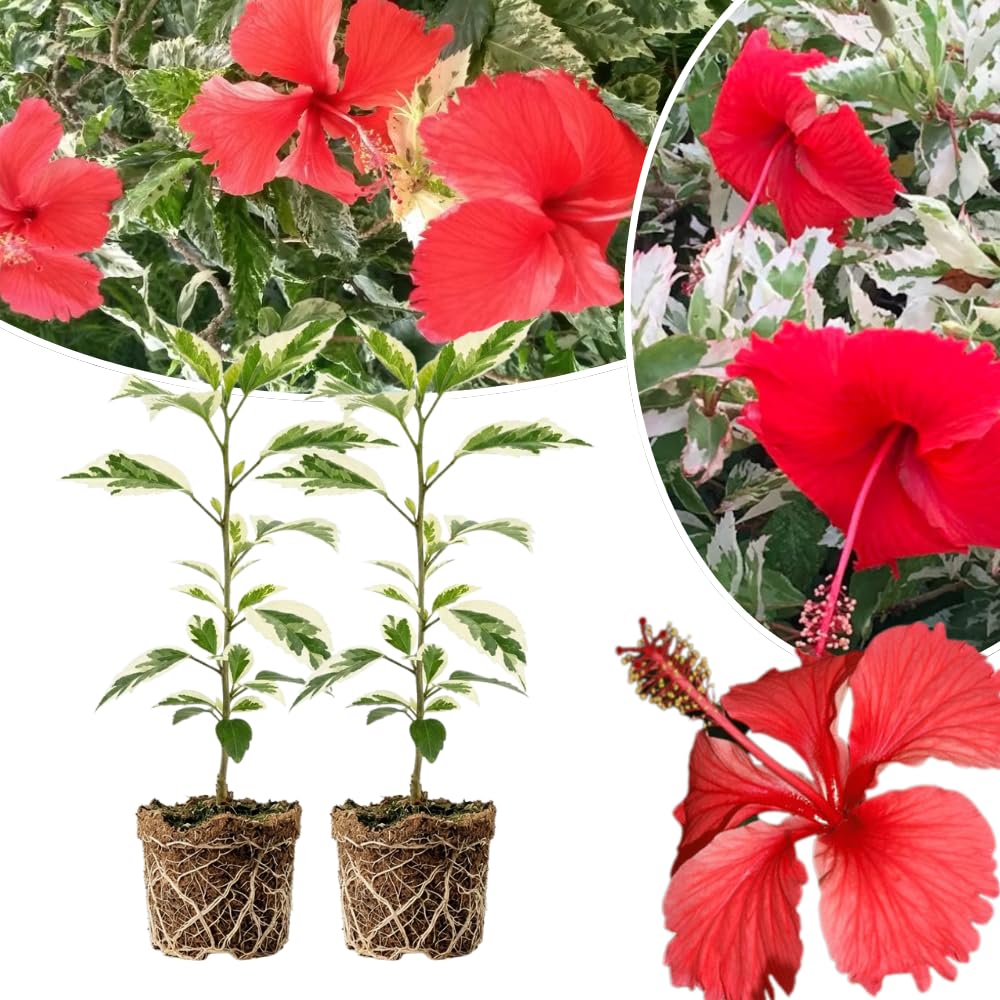 2 White Red Hibiscus Live Plants, 4-8'' Tall Hardy Hibiscus Flower Starter Plants, Well Rooted Perennial Flower Plant for Home Garden and Containers