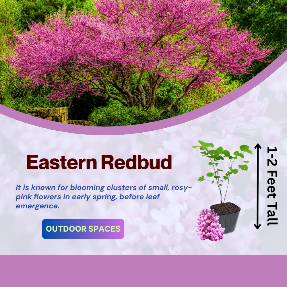 Red Bud Trees Live Plants, Eastern Redbud Tree from 1-2 Feet Height, Cold Hardy and Well Rooted for Spring Blooms