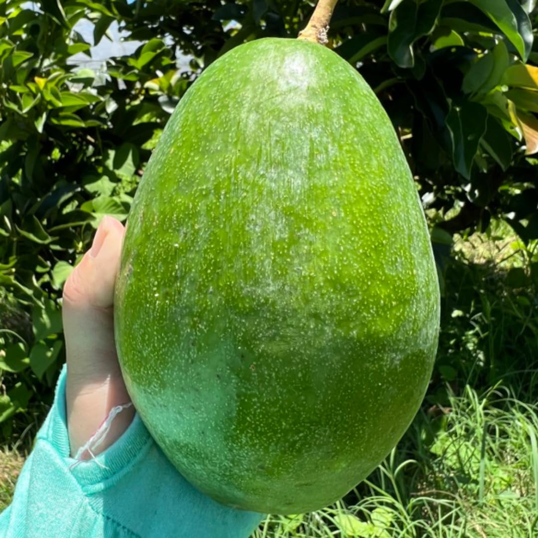 3 Gallon Big Avocado Tree Live Plant, 1-2 Ft Well Rooted, Ready to Bear Fruit, 2 Years Old Live Avocado Tree Plant Grafted (Smooth)