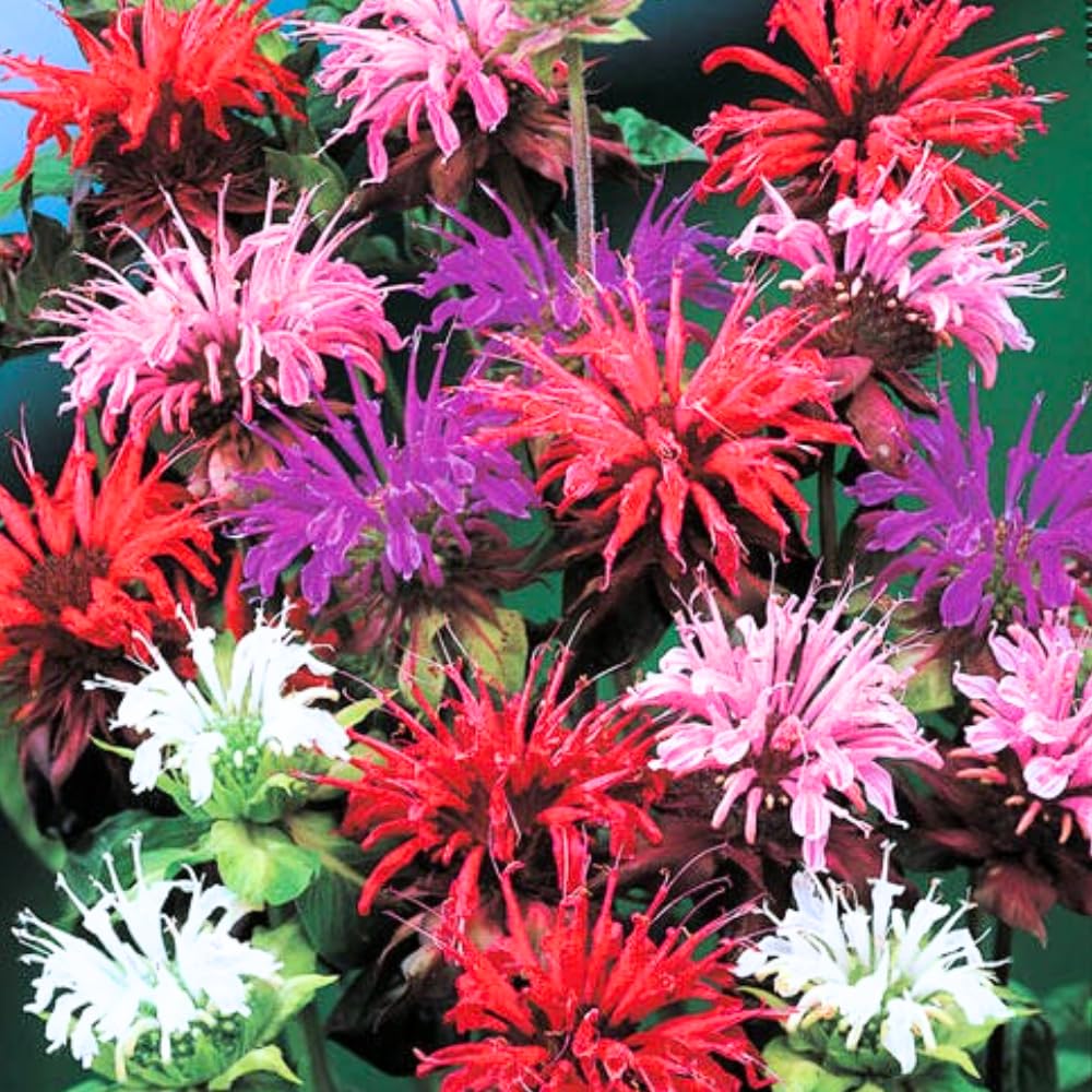 2 Mix Bee Balm Plants Live, Bee Balm Perennial Flowers Well Rooted Plug 3-5" Tall Indoor Outdoor