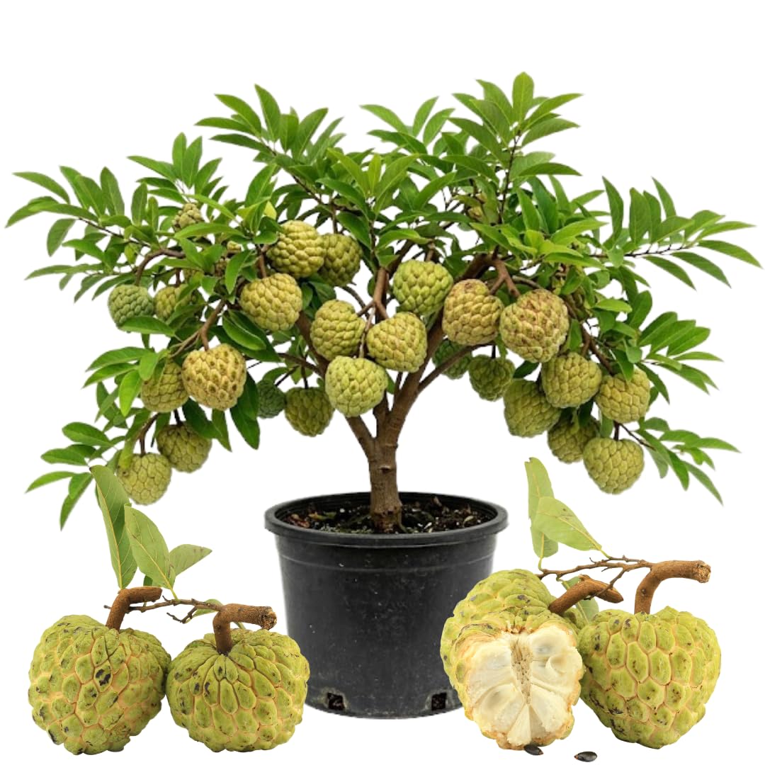 Sugar Apple Tree Plant, Annona Squamosa Sugar Apple Tree in 1 Gallon Pot, Ready to Grow, No Ship to CA