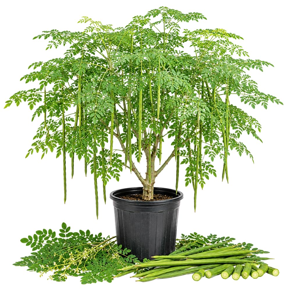 Moringa Tree Live Plant, Moringa Oleifera Tree 1-2' Tall in 1 Gallon Pot, Vibrant Green Foliage for Outdoor Garden, No Ship to CA