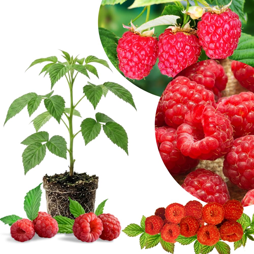 Red Raspberry Plant Live, Sweet Raspberries Fruit Tree, 3-6 Inch Tall