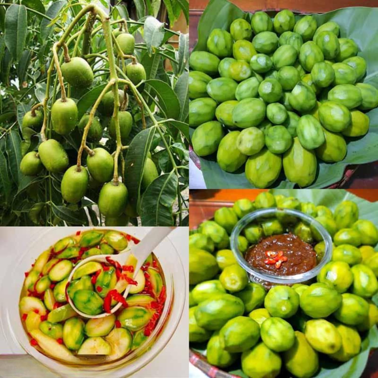 Ready to Bear Fruit Thai June Plum Tree Live Plant 2 Years Old in 3 Gallon Pot, Hardy in Zones 9-11