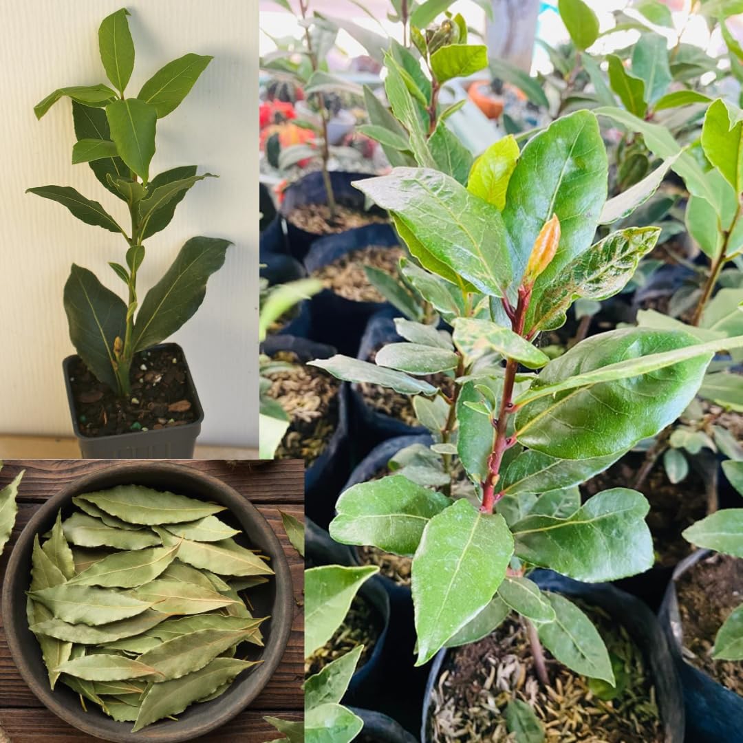 Bay Leaf Tree Live Plant, Cold Hardy, Fragrant Leaf, Bay Laurel Laurus Nobilis 6 Months Old for Planting