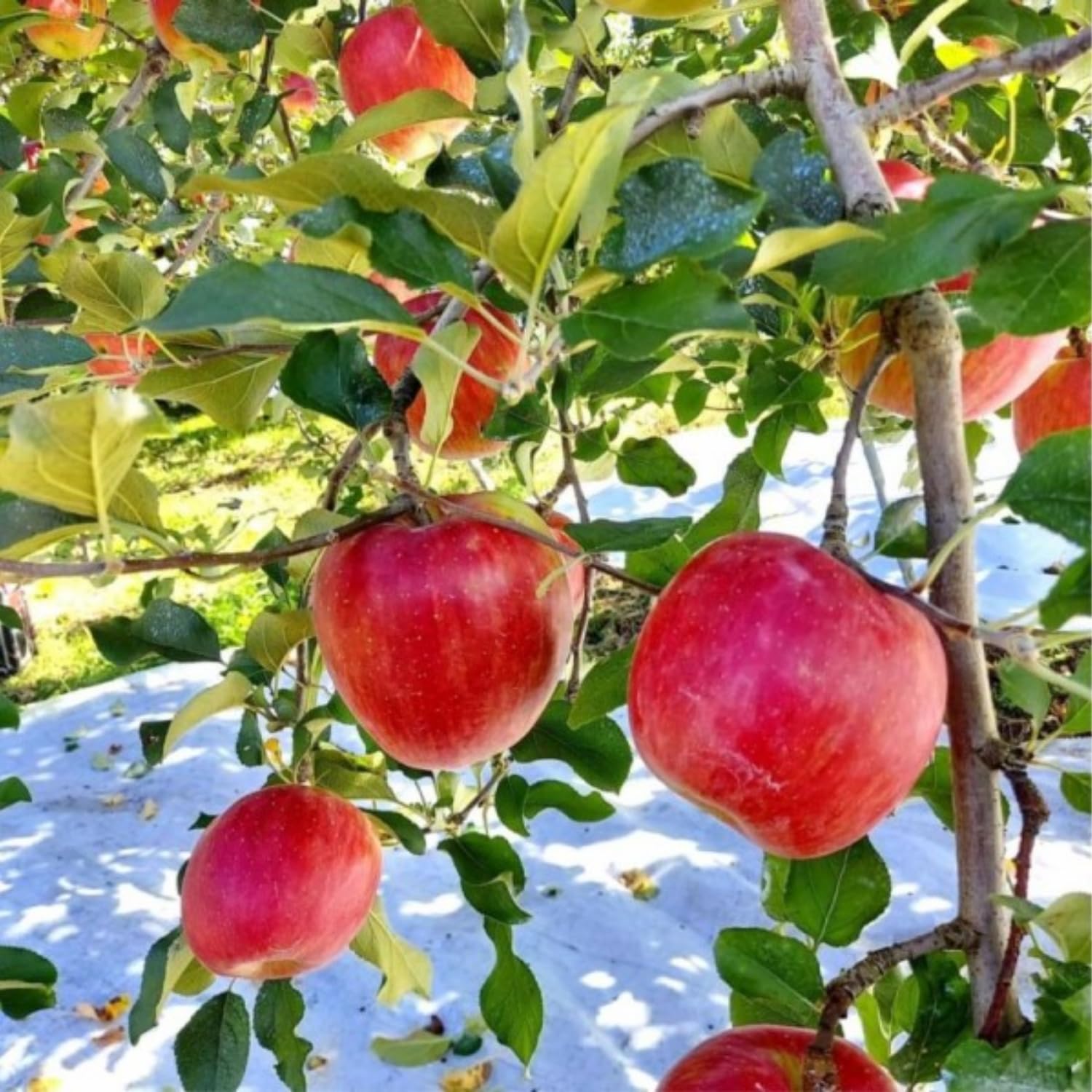 Apple Plant Live, Honey Crisp Apple Tree Live Plant for Home Orchard, 2 Feet Tall, Tropical Fruit Plant for Gardening