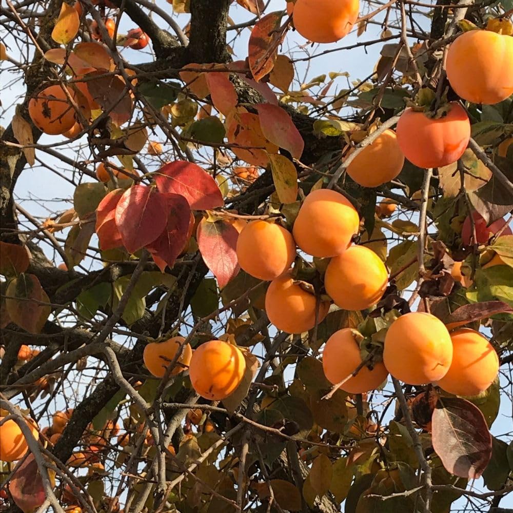 Live Persimmon Fruit Plant 3 to 4ft Tall, Sweet Persimmon Tree in 3 Gallon Pot for Garden No Ship to CA