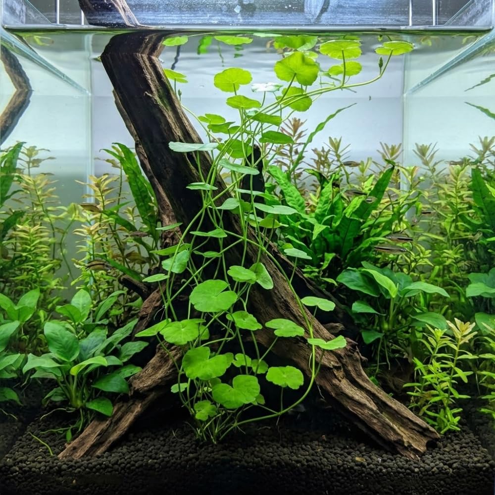 Pennywort Live Aquatic Plant, Floating Water Garden Greenery