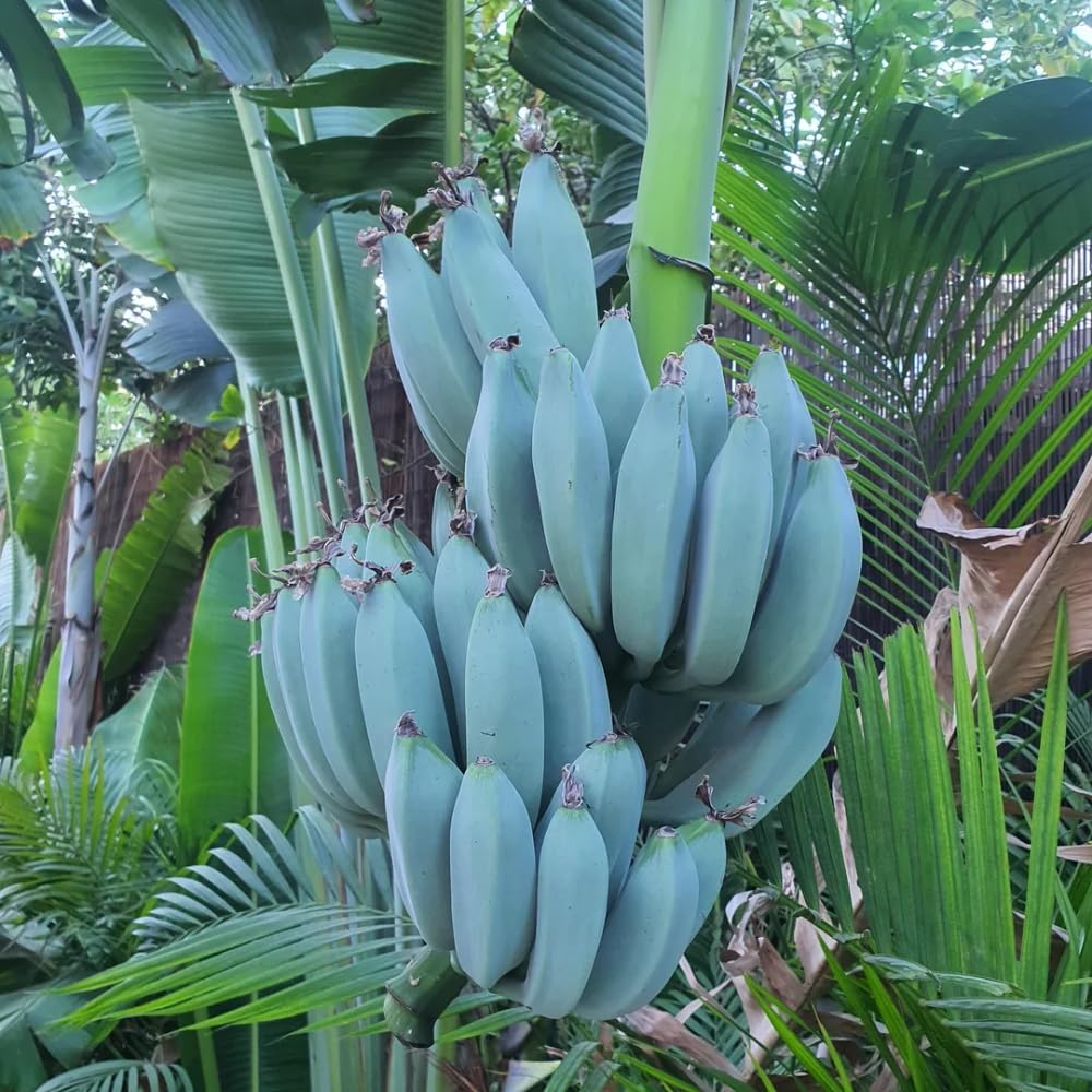 2 Banana Plants Live, Banana Fruit Tree Starter, Indoor Outdoor Planting, 4-6 Inches Tall