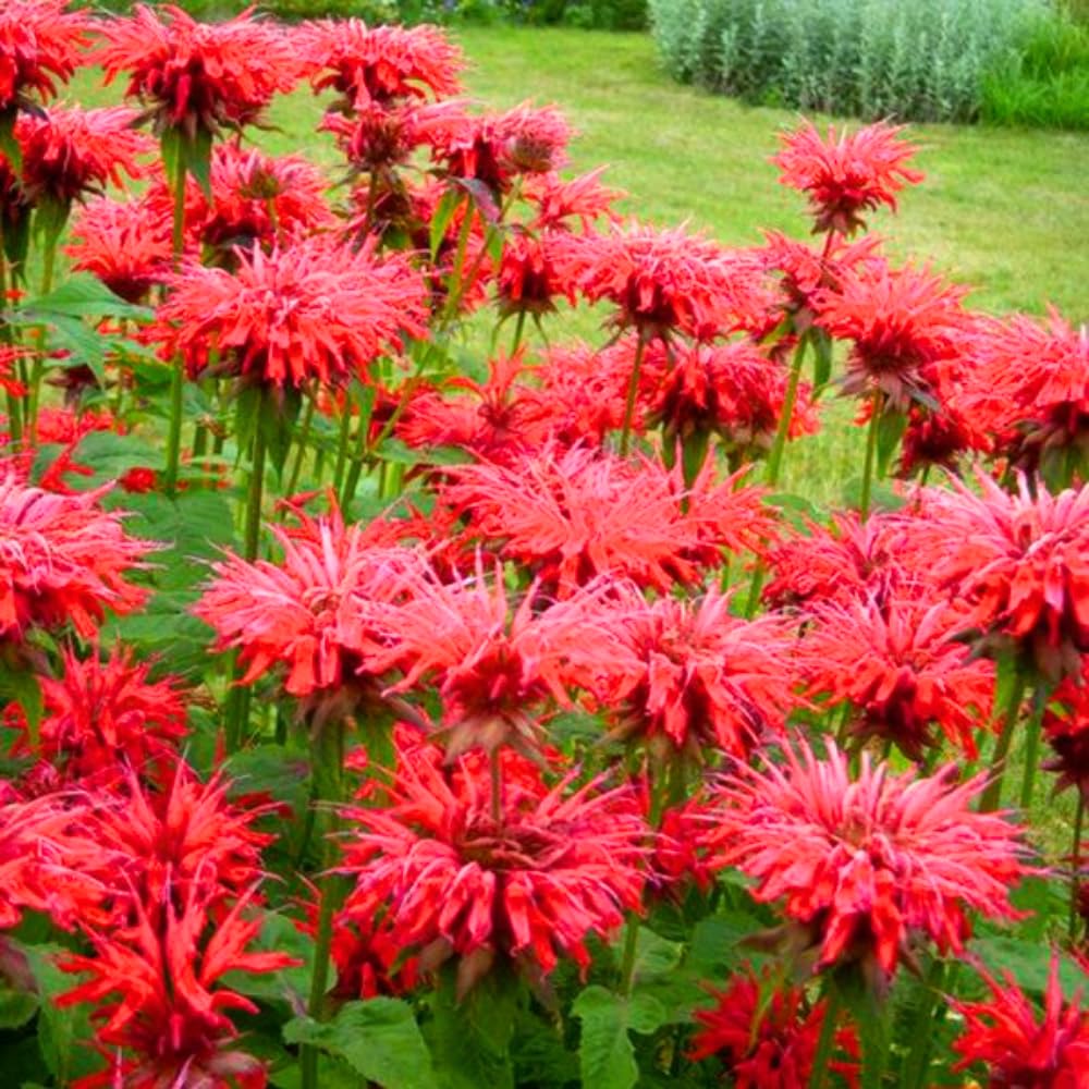 Set 3 Red Bee Balm Plants Live, Perennial Flower Garden Plugs 2-5" Tall, Bee Balm Well Rooted