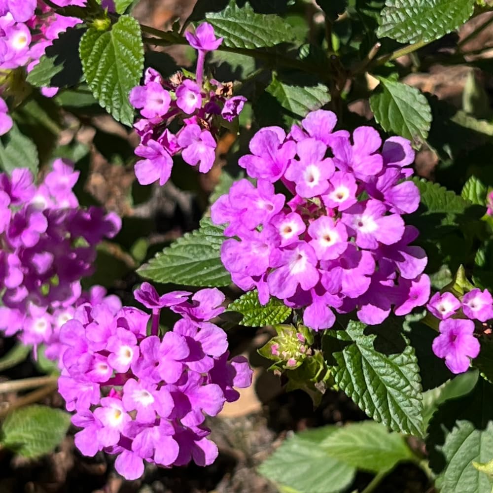 Pack 4 Purple Lantana Plants Live for Planting, Lantana Live Plants 4-9 Inch Tall, Perennial Lantana Flowers