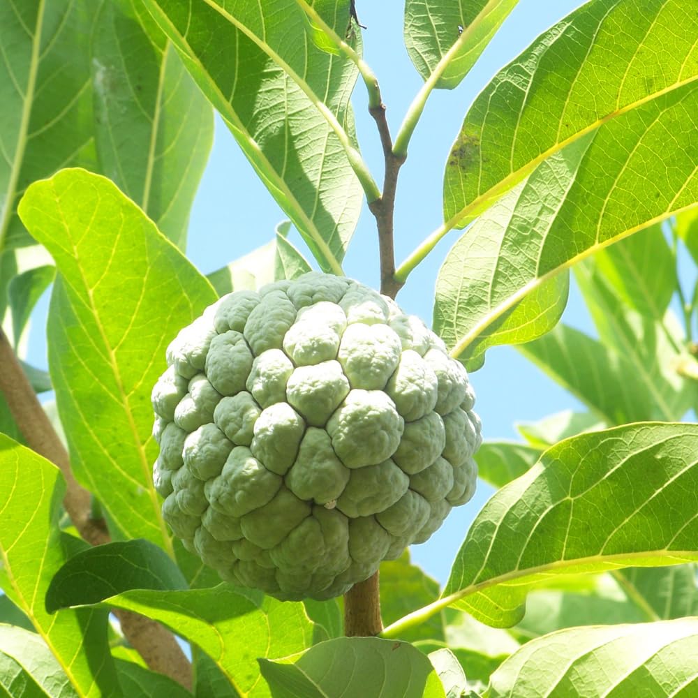 Sugar Apple Plant Live, 7-12 Inch Tall, Annona Squamosa Sugar Apple Fruit Tree Live Plant, in 3.5" Pot