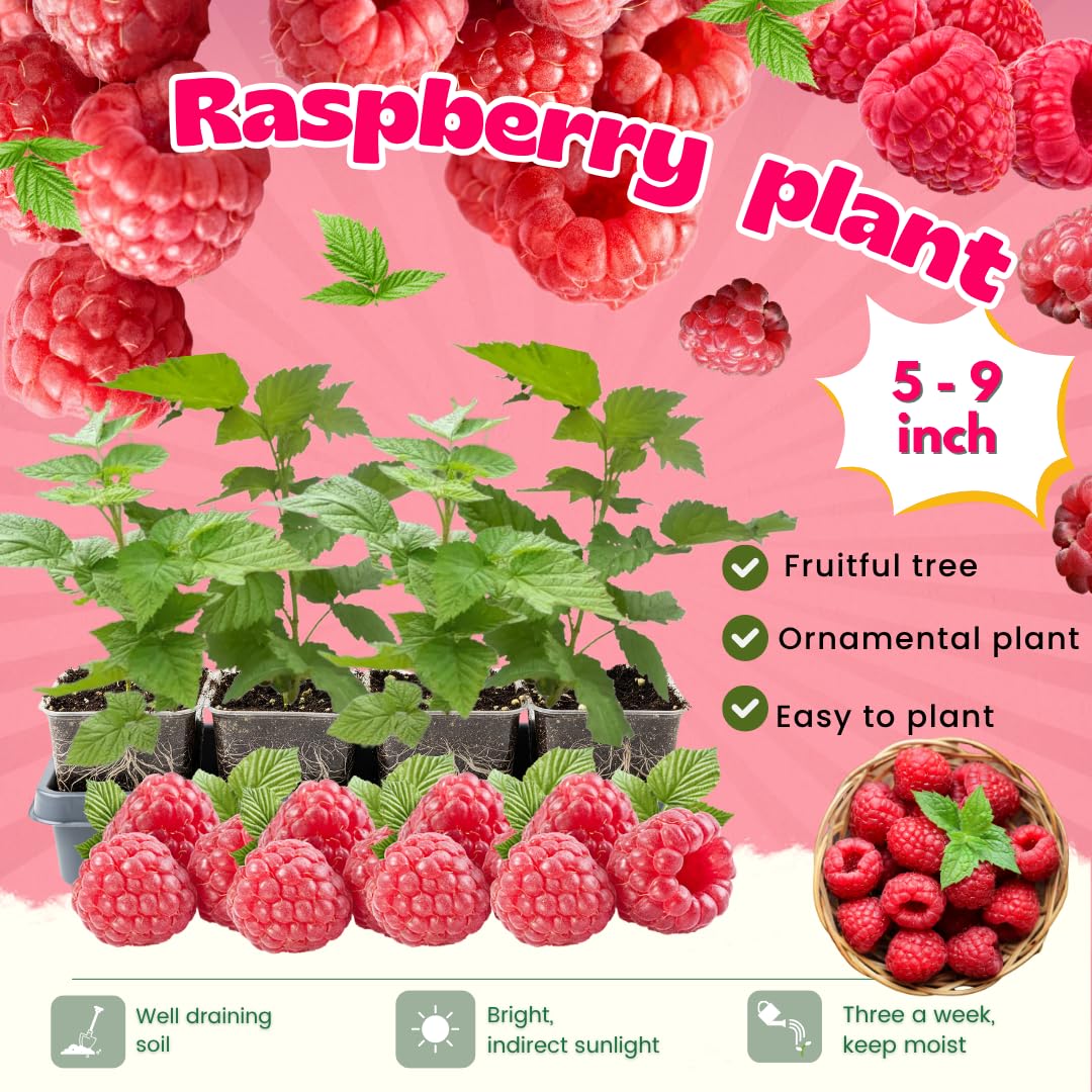 4 Red Thornless Raspberry Plants Live, 5-9 Inch Tall, Raspberry Fruit Trees for Outdoor Growing, Raspberry Seedling