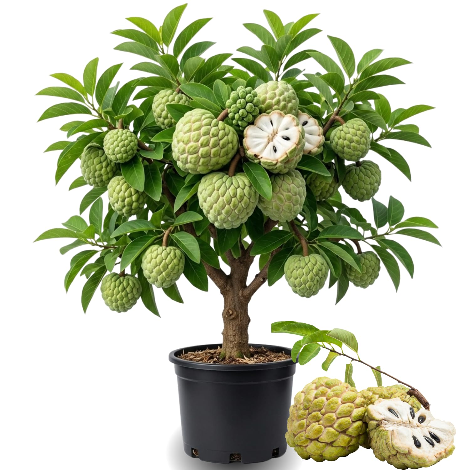 Green Sugar Apple Tree Live Plant, 2-3 Feet Tall in 3 Gallon Pot for Container and Outdoor Planting, No CA