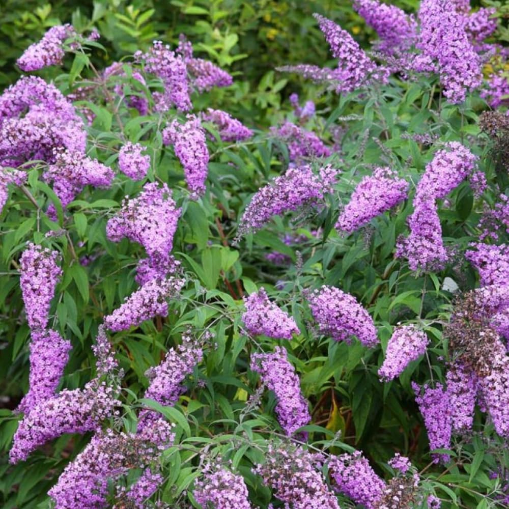 2 Butterfly Bushes Live Plants, Perennial Butterfly Bush for Outdoor Garden, Container Growing 4-7 Inches (Blue Purple)