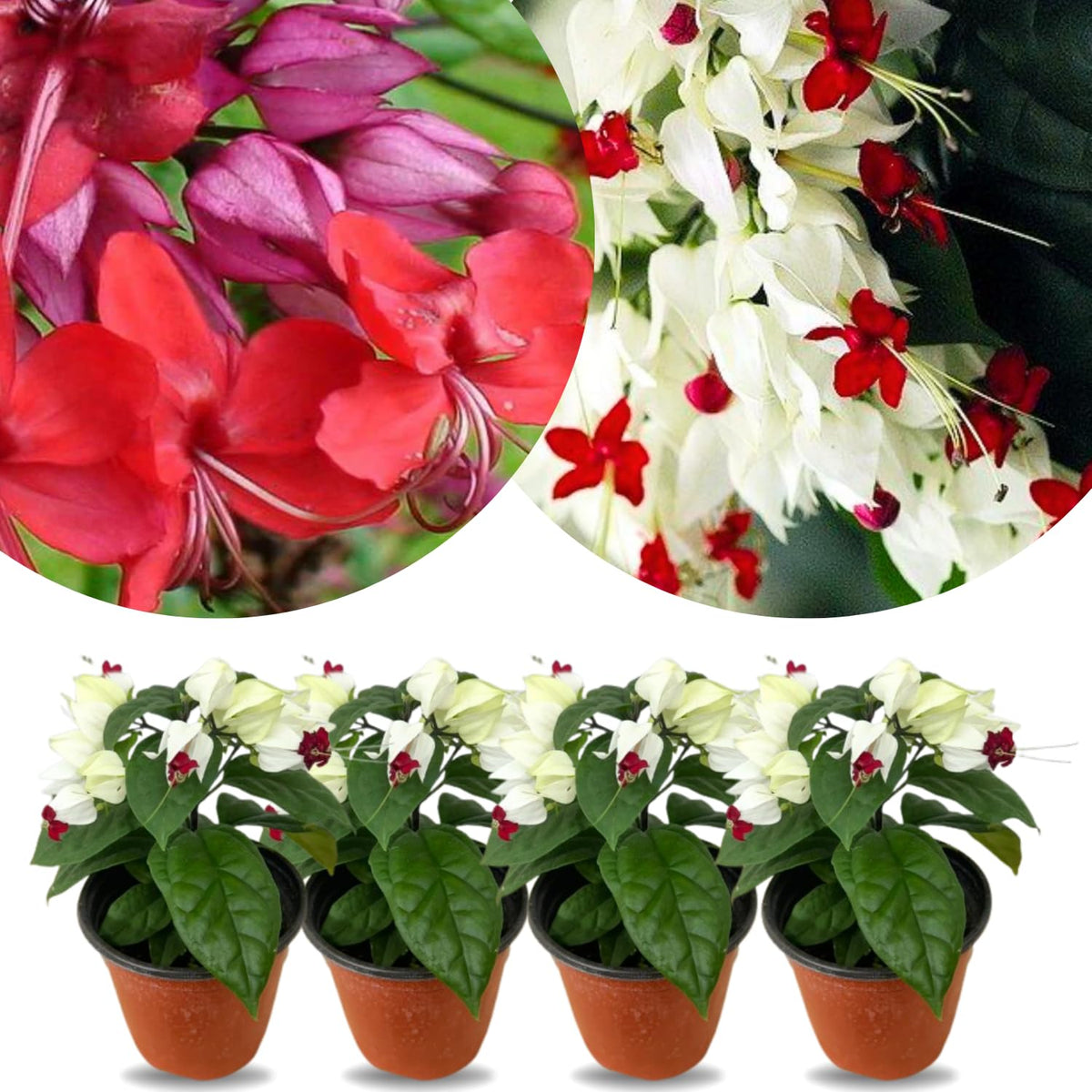 4 Mixed Bleeding Heart Vines Plants Live, Red and White Color, Starter Size 4-6" in Tall, Indoor Outdoor Growing Clerodendrum Fragrant Tree