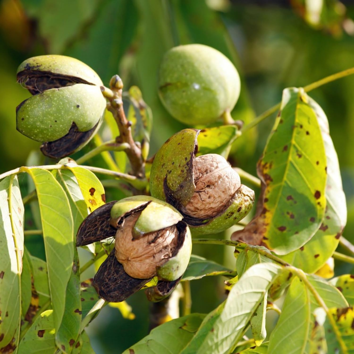 Walnut Tree Plant, 1 Year Old Walnuts Tree 1-3 Feet Tall, Hardy, Winter Dormant Nut Tress for Outdoor Growing