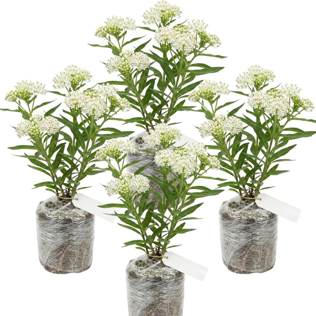Pack 4 Butterfly Milkweed Plants Live, Milkweed Live Plants, 5-8" Height Asclepias Tuberosa Perennial Flowers Home Garden (White Milkweed)