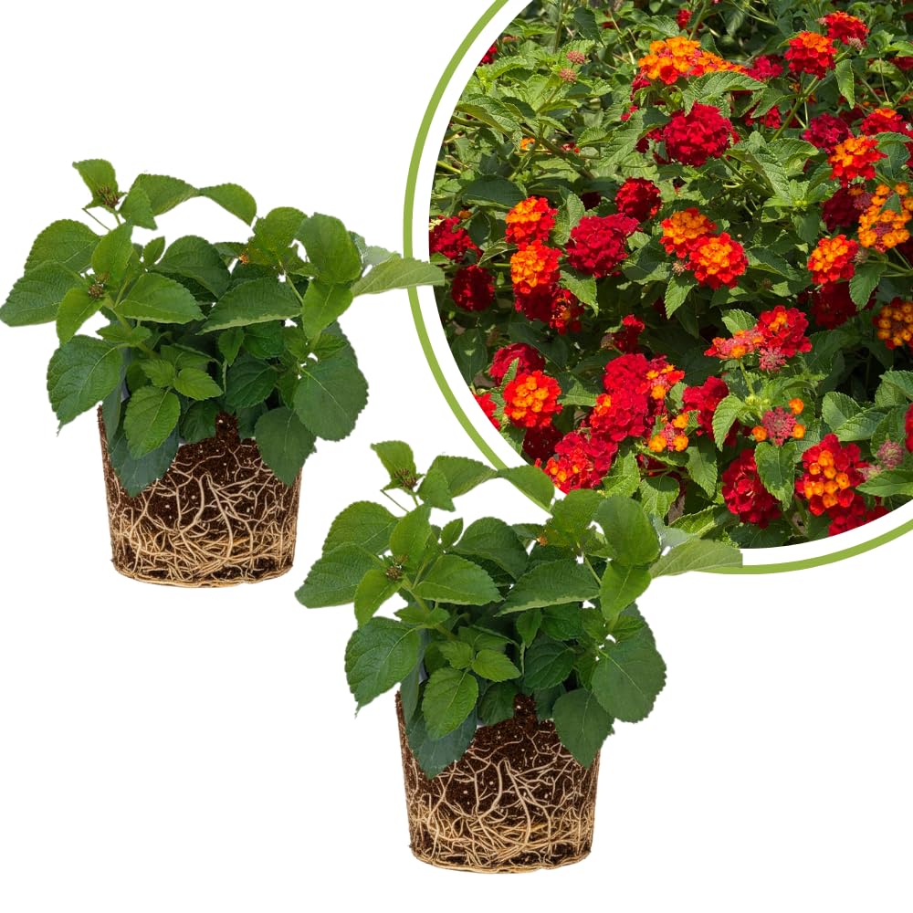 Set of 2 Lantana Plants Live, Trailing Lantana Plant, 4 to 6 Inch Tall for Planting Outdoors (Red)
