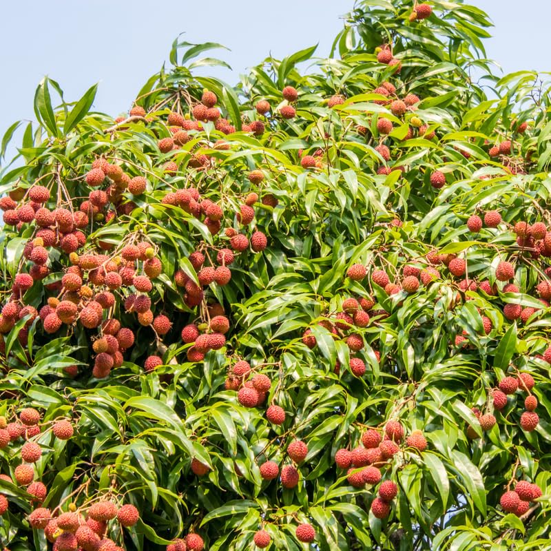 Sweet Lychee Trees Live Plants, Lychee Fruit Tree, Sweet Tropical Litchi Tree in 3 Gallon Pot, 2-3 Feet Tall, No Ship to CA