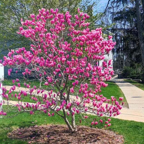 1 Year Old Ann Magnolia Tree in 2.5" Pot, Fragrant Pink Purple Flowers, Dormant in Winter, 6-12 Inch Magnolia Trees Live Plants, No Leaf