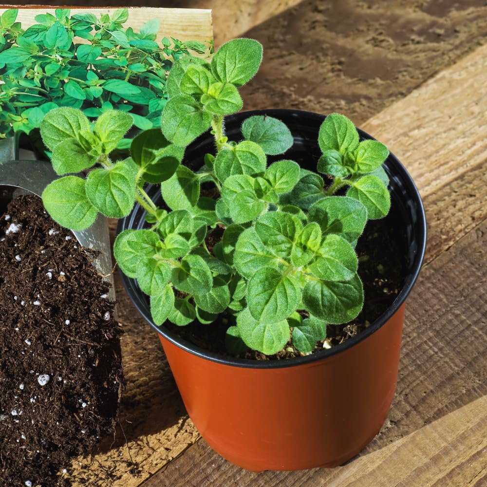 Set 2 of Cuban Oregano Plants Live Well Rooted 4 to 6 Inc Long