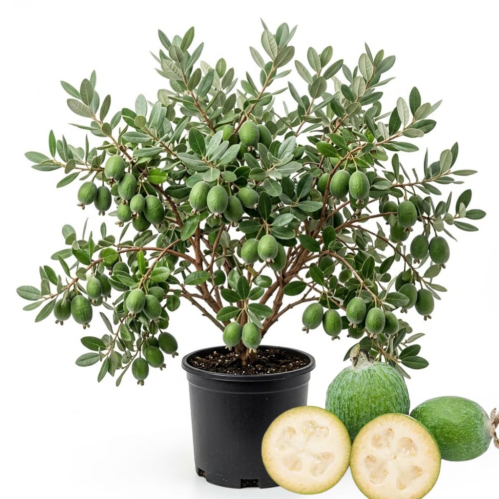 Pineapple Guava Plant Live, Hardy Tropical Guava Plant 3-4 Feet, Guava Fruit Tree Well Rooted in 3 Gallon Pot, No Ship to CA