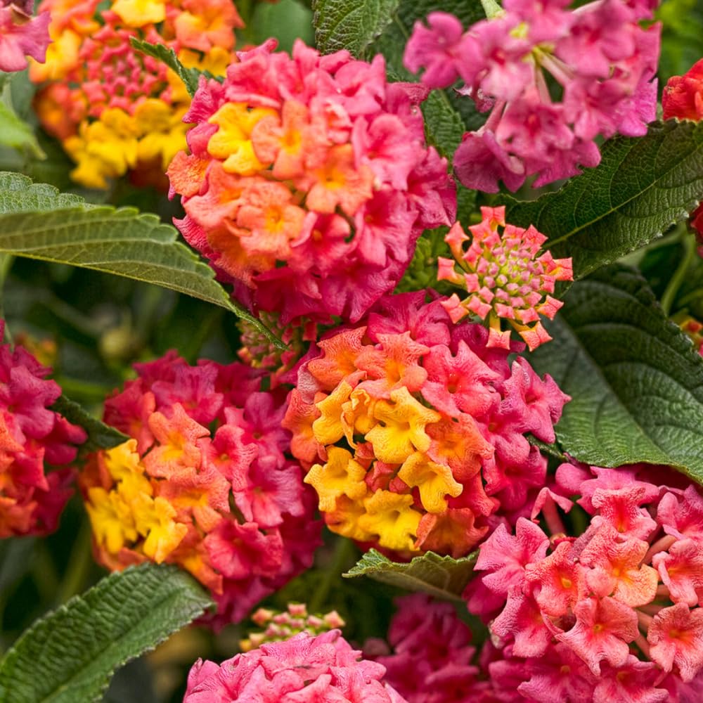 2 Rose Lantana Plants Live, Lantana Live Plants for Planting Outdoors, Perennial Lantana Flowers, 4-9 Inch Tall