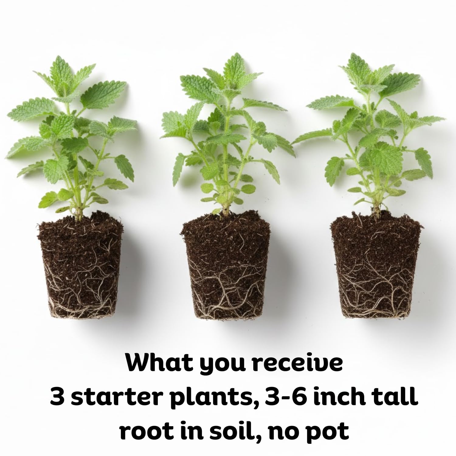 Pack 3 Catnip Live Plants, 3-6" Tall Herb Catnip Mint Plants for Garden Growing, No Pot, Well Rooted Starter Plants