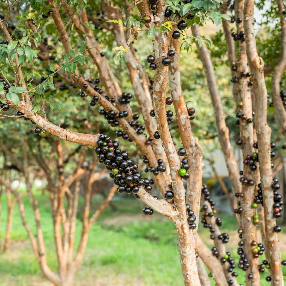 Jaboticaba Tree Live Plant, Jabuticaba Fruit Tree, 2-3 Feet Tall, Well Rooted, Black Grape Fruit Tree for Outdoor Planting, 3 Gallon Pot, No Ship to CA