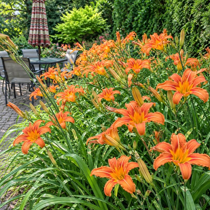 6 Orange Daylily Live Plants, Perennial Lily Flowers