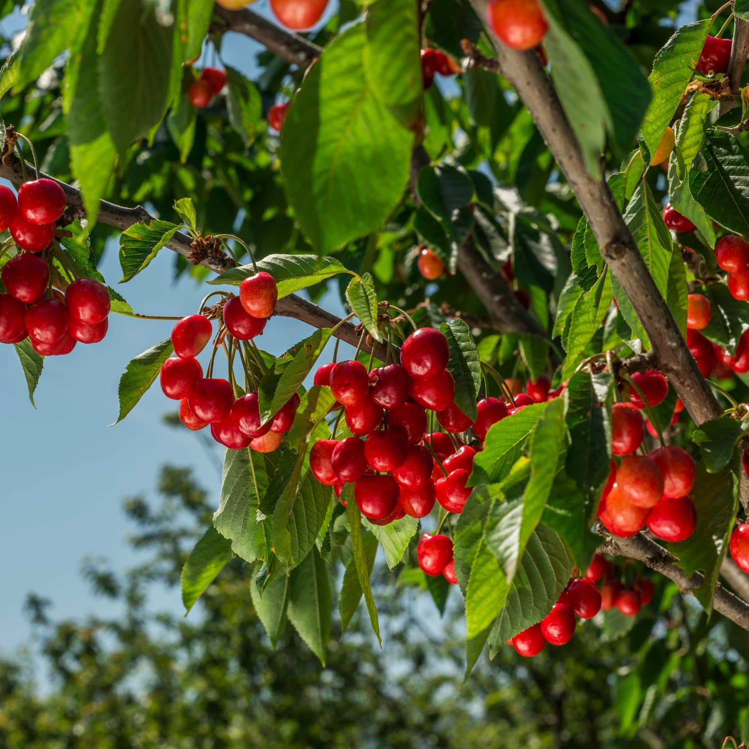 Cherry Tree Live Plant 3–4 Feet Tall in 3 Gallon Pot, Sweet Cherries Fruit Tree for Outdoor Growing, Cold Hardy Garden Tree, Ready to Plant, No CA (Bright Red Cherry)