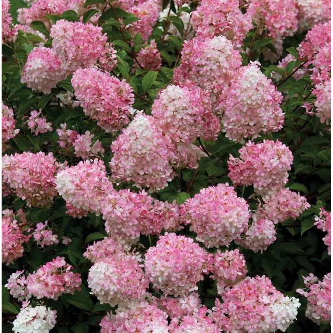 Hydrangea Plant Live for Planting, 6-12" Hydrangea Tree Live Plant, Hydrangeas Bush, Dormant, No Leaf, No Pot (Light Green to Pink)