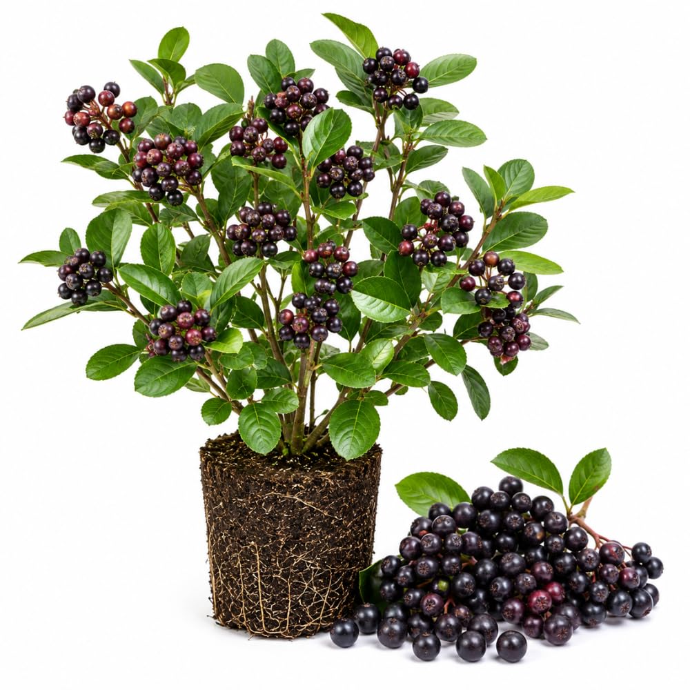 Black Chokeberry Live Plant, Berry Fruit for Garden Planting, 4-6" Tall