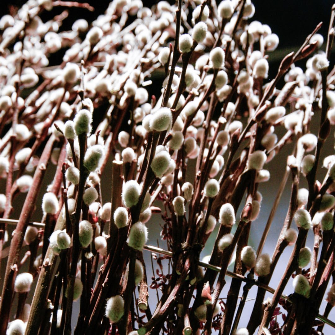 9 Months Old Pussy Willow Live Plant in 2.5” Pot, Hardy Willow Tree Live Plant for Spring Blooms, 6-12 Inch Tall Shrub, Dormant in Winter, No Leaf