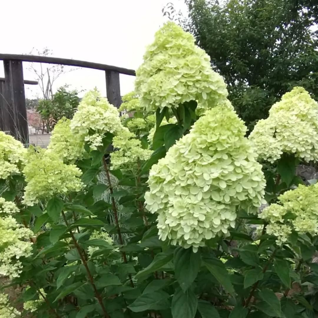Hydrangea Plant Live, Lime Hydrangea Tree Live Plant for Planting, 5 to 7 Inc Long