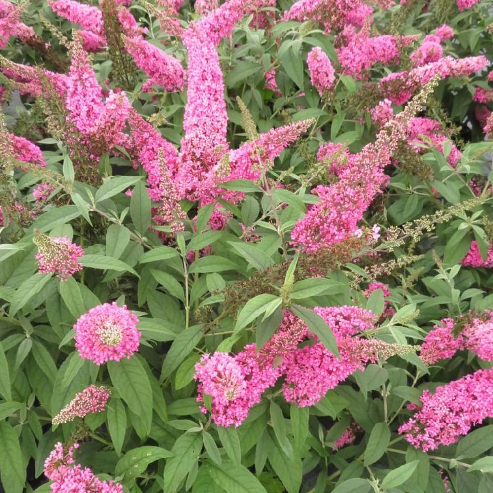 2 Butterfly Bushes Live Plants, Perennial Butterfly Bush for Outdoor Garden, Container Growing 4-7 Inches (Pink)