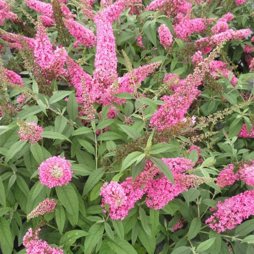 2 Butterfly Bushes Live Plants, Perennial Butterfly Bush for Outdoor Garden, Container Growing 4-7 Inches (Pink)