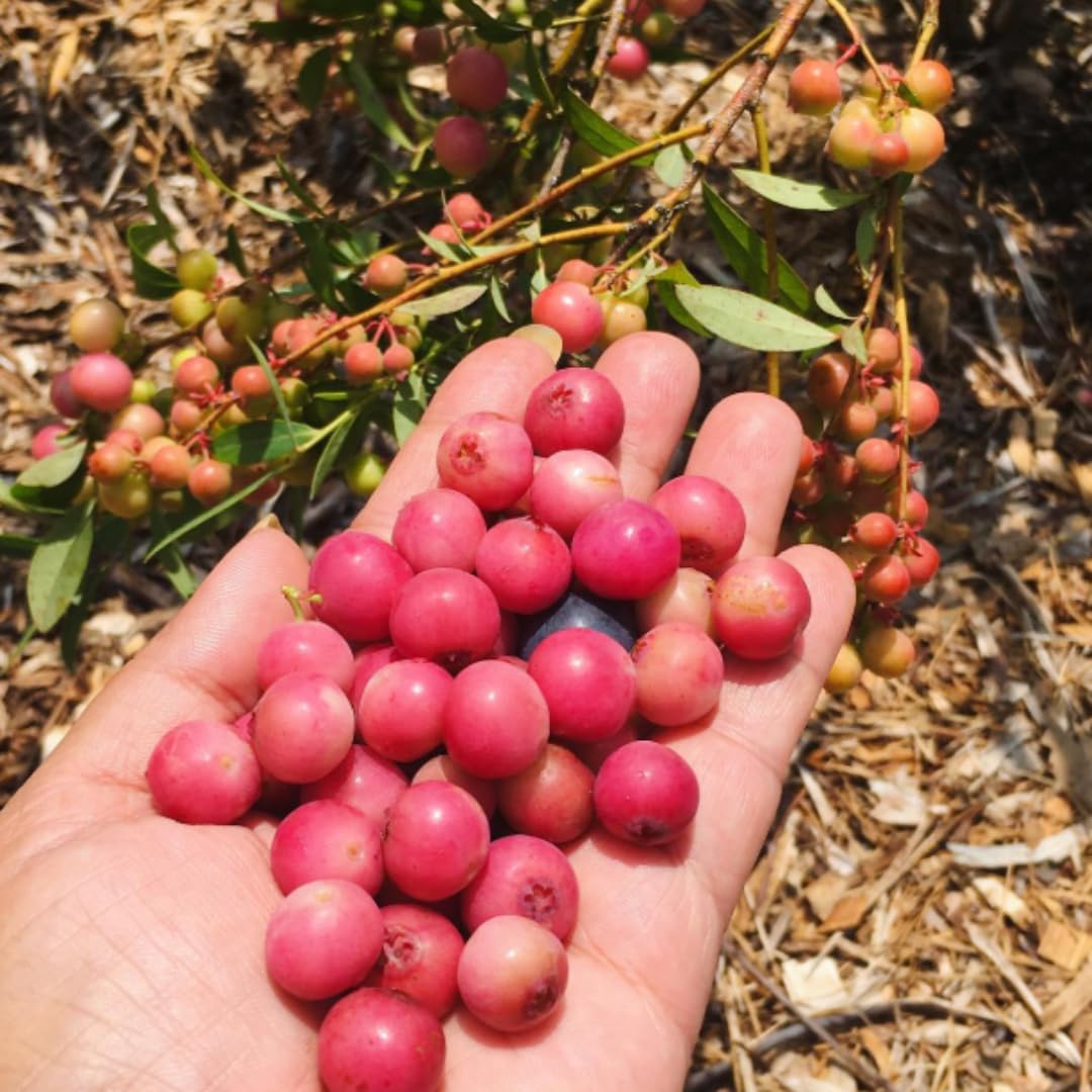 2 Year Old Pink Lemonade Blueberry Bush Tree Live Plant 1-2Feet Tall in 1 Gallon Pot, Blueberries Plants, High Yielding, Ready to Fruit, No CA